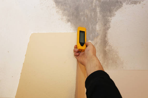 Forensic Mold Investigation in New London, OH