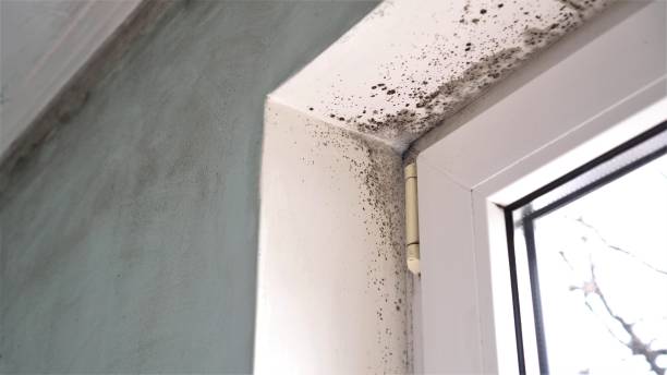 Best Black Mold Removal  in New London, OH