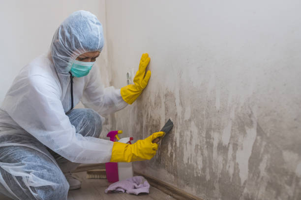 New London, OH Mold Removal Company